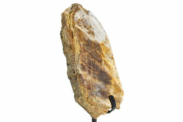 Dinosaur (Triceratops) Frill Shield Section w/ Stand - South Dakota #378594